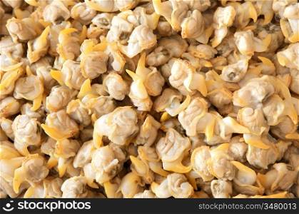 Photo of many cockles - shellfish for texture -