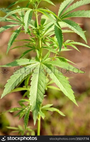 Photo of many plants of marihuana