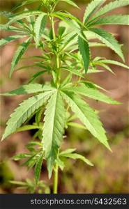 Photo of many plants of marihuana
