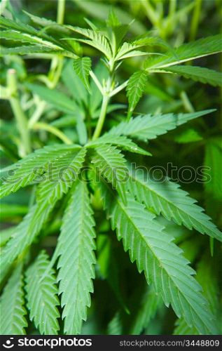 Photo of many plants of marihuana-Shadow DOF-
