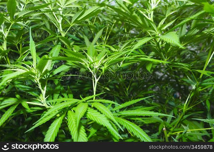 Photo of many plants of marihuana-Shadow DOF-