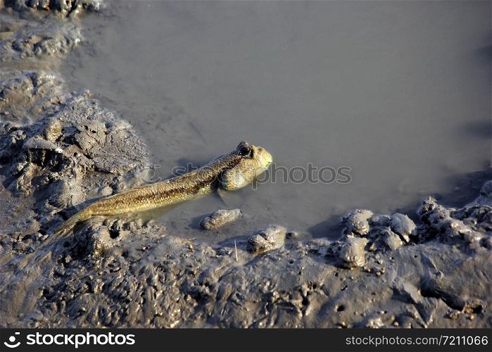 photo of mudskipper or amphibious fish in mangrove forest