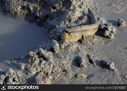 photo of mudskipper or amphibious fish in mangrove forest