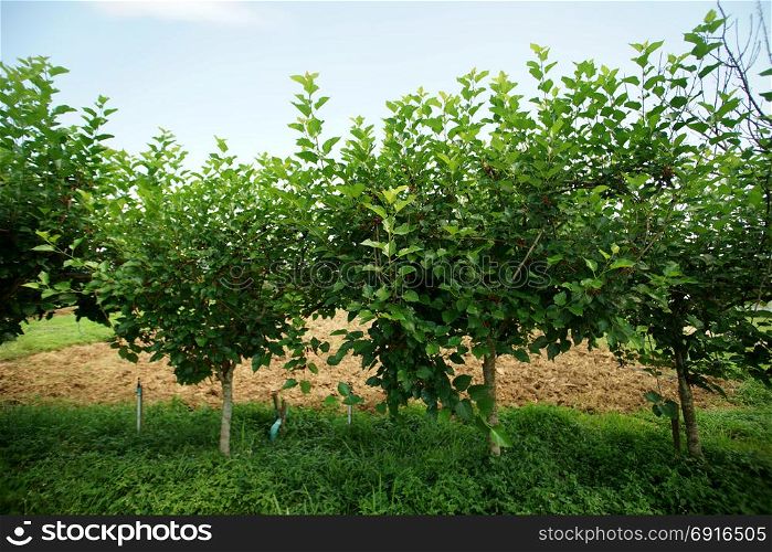 photo of mulberry tree in organic farm
