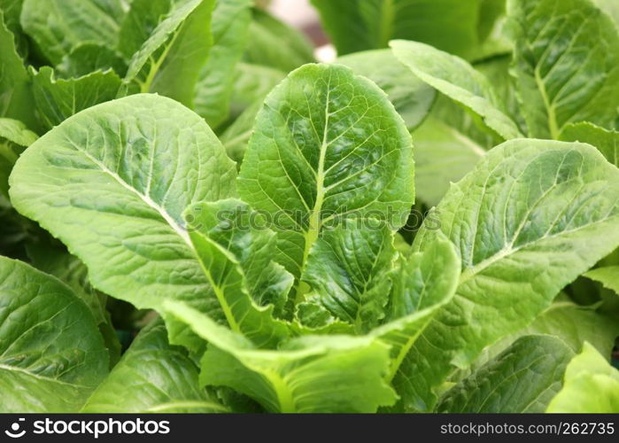 photo of organic hydroponic vegetable in farm