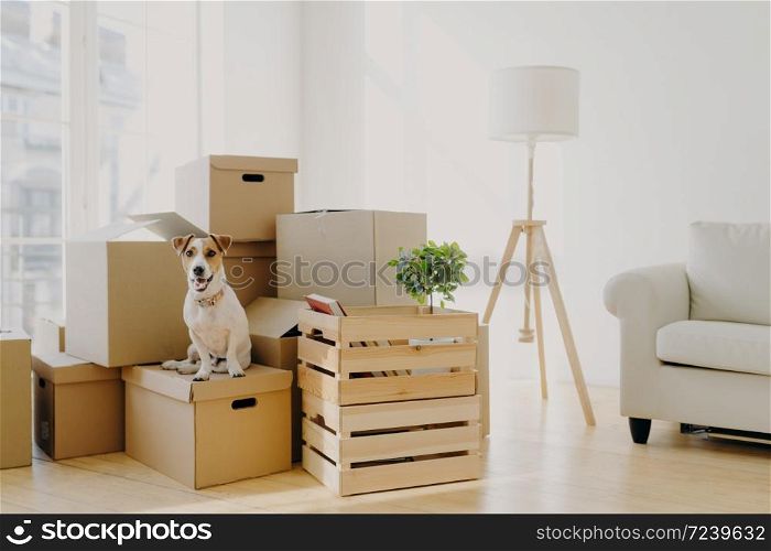 Photo of pedigree cute dog poses on pile of cardboard boxes with owner belongings, relocate in new flat, empty room with white walls, lamp and sofa, big window. Animals and Moving Day concept