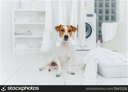 Photo of pedigree dog plays with white laundry, poses in washing room, basin with towels, washer in background, white console. Playful animal