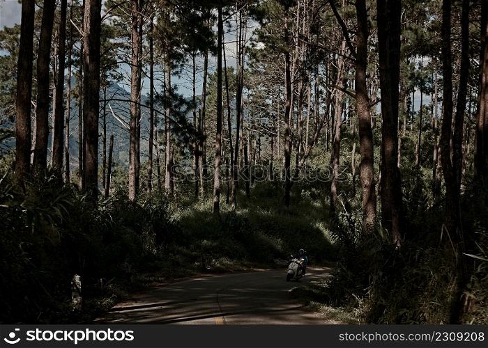 Photo of pine forest.At Doi chang in THAILAND.. Photo of pine forest.