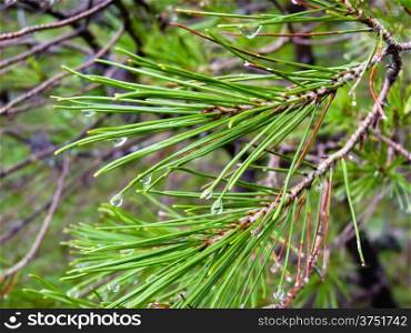 Photo of pine needles with water drops