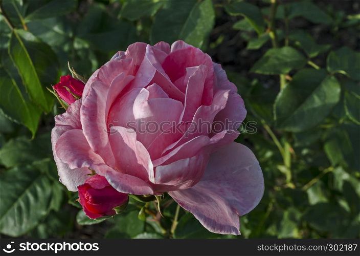 Photo of pink rose bush in bloom flower and bud for greeting at natural park Zaimov, district Oborishte, Sofia, Bulgaria