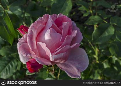 Photo of pink rose bush in bloom flower and bud for greeting at natural park Zaimov, district Oborishte, Sofia, Bulgaria