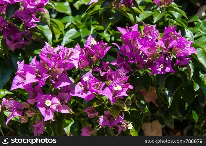 Photo of purple bougainvilia flower in Malaga, Costa del Sol, Spain
