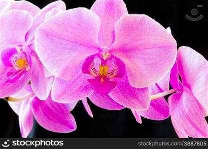 Photo of purple orchid on black background