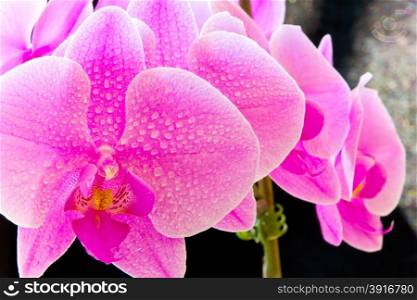 Photo of purple orchid on black background