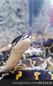 Photo of python head with put out tongue on stone background