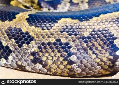 Photo of real boa snake python skin texture close up