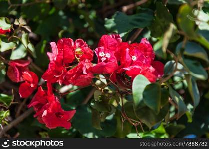 Photo of Red bougainvilia flower in Malaga, Costa del Sol, Spain