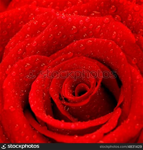 Photo of red rose background, beautiful fresh flower with dew drops on petals, abstract natural backdrop, birthday greeting card, romantic present, Valentines day, wedding postcard, love concept&#xA;