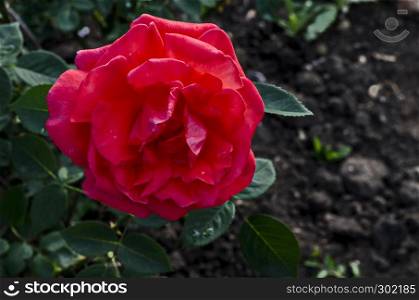 Photo of red rose bush in bloom flower for greeting at natural park Zaimov, district Oborishte, Sofia, Bulgaria