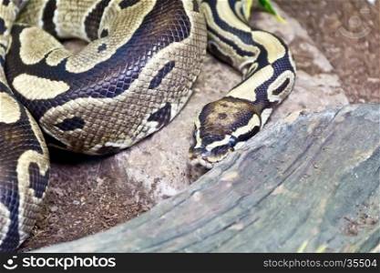 Photo of reticulated python close up in zoo. Photo of snake close up in zoo