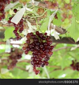 photo of ripe grapes harvest in vineyard