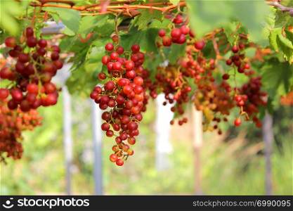 photo of ripe grapes harvest in vineyard