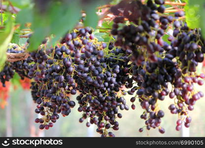 photo of ripe grapes harvest in vineyard