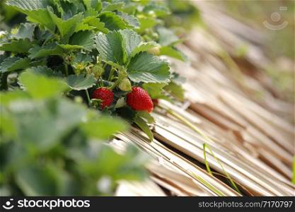 photo of ripe strawberry is ready to harvest