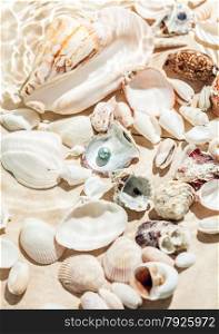 Photo of seashells and black pearl lying on bottom of sea