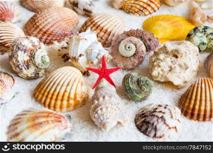 Photo of seashells and starfish on white towel
