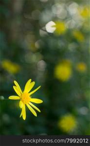 Photo of single yellow daisy with blurred background
