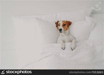 Photo of small pedigree dog lies in comfortable bed under soft blanket, enjoys cozy domestic atmosphere in clean white bedroom, waits for owner. Jack russell terrier in human bed, has rest.