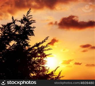 Photo of spruce tree silhouette over beautiful orange sunset, evergreen wood over sundown, fir forest, majestic forest in dusk, abstract autumn background, dark clouds in sky, pine tree border&#xA;