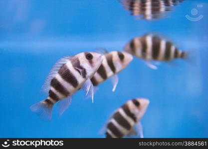 Photo of striped fish frontosa in aquarium