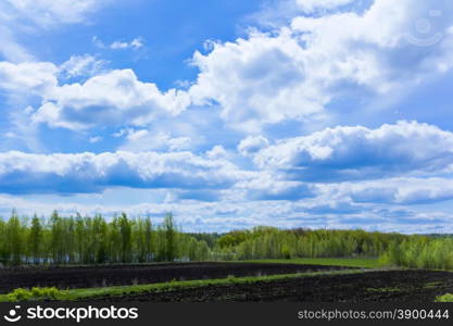 Photo of summer landscape with sky and forest