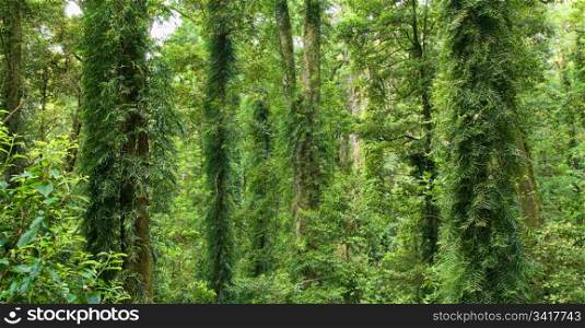 photo of the beautiful dorrigo world heritage rainforest