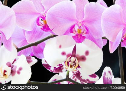 Photo of the beautiful purple and white orchids