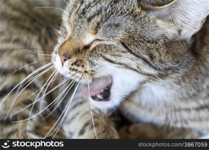 Photo of the grey striped yawning cat