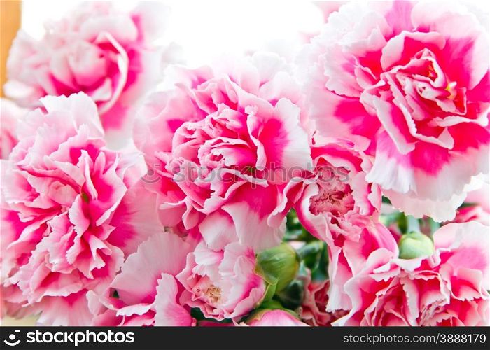 Photo of the red carnations in bouquet