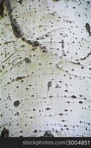 Photo of the white texture stem tree