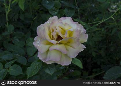 Photo of twig fresh mix pink and yellow rose bloom flower for greeting in the natural park Zaimov, district Oborishte, Sofia, Bulgaria