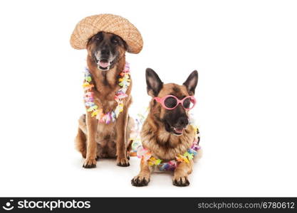 Photo of two german shepherds with hawaiian outfit