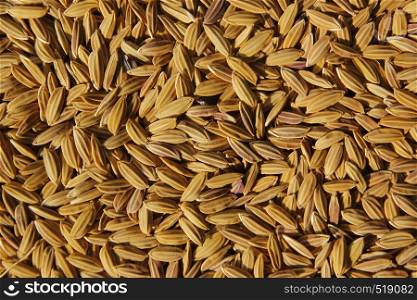 photo of uncooked white rice as background