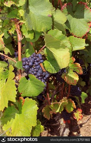 Photo of vines during the harvest of the vineyards of Sancerre