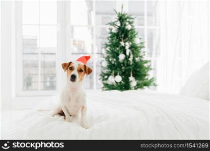 Photo of white and brown pedigree dog poses on white soft bed in bedroom, wears red Santa Claus, blurred background with decorated New Year tree