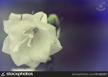 Photo of white flowers bells closeup