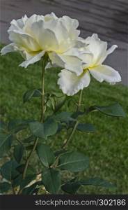 Photo of white rose bush in bloom flower for greeting at natural park Zaimov, district Oborishte, Sofia, Bulgaria