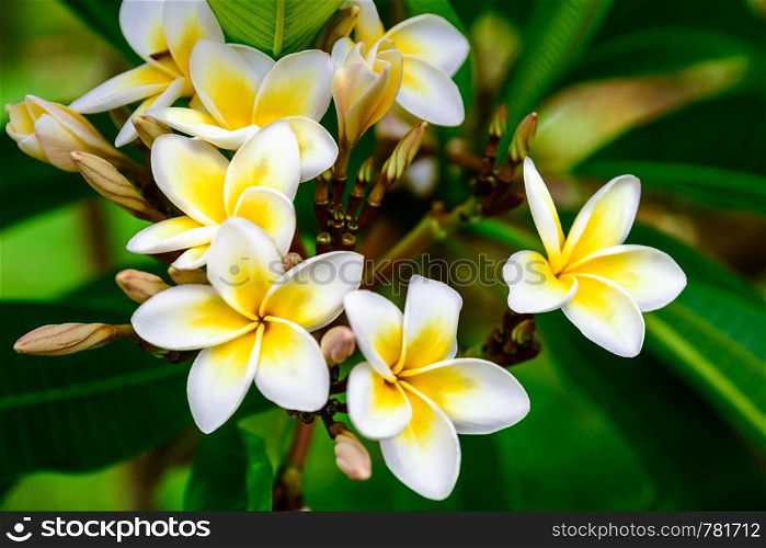 Photo of white yellow flowers branch plumeria. Photo of flowers plumeria