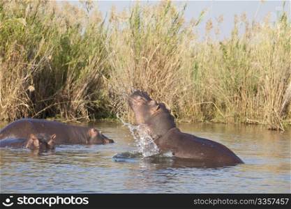 Photo of wild big Hippo in Africa