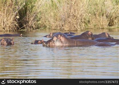 Photo of wild big Hippo in Africa